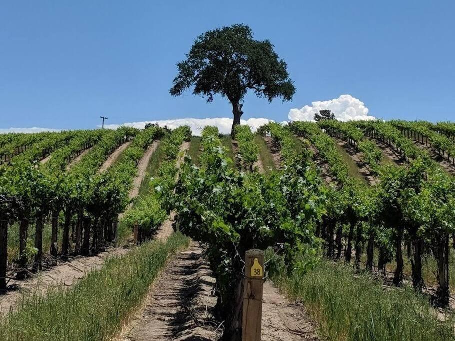 The Vineyard