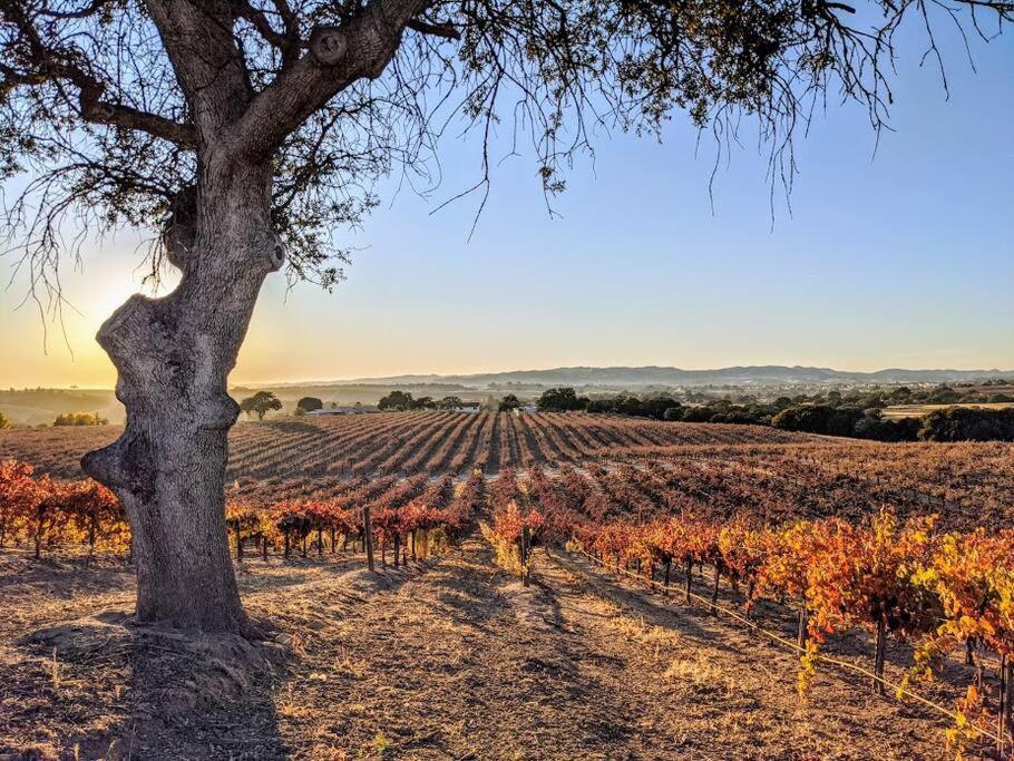 Villa The Vineyard