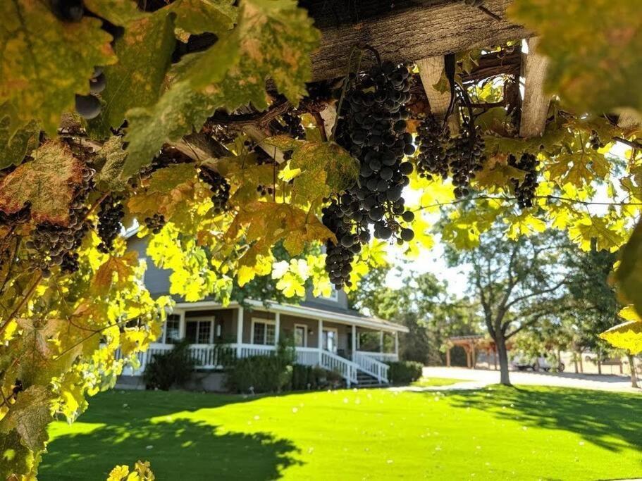 The Vineyard Villa