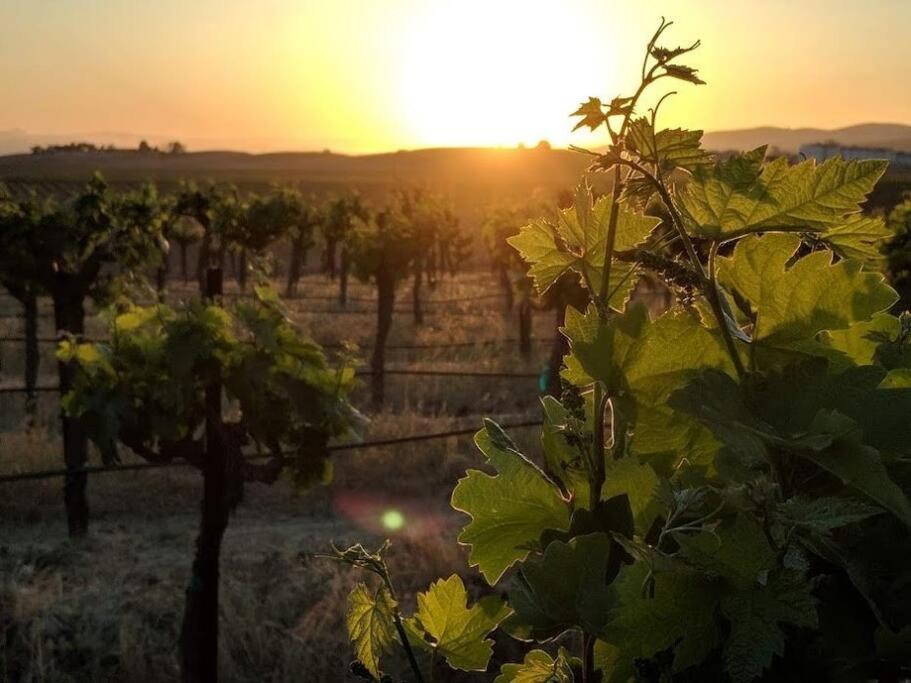 Villa The Vineyard Paso Robles