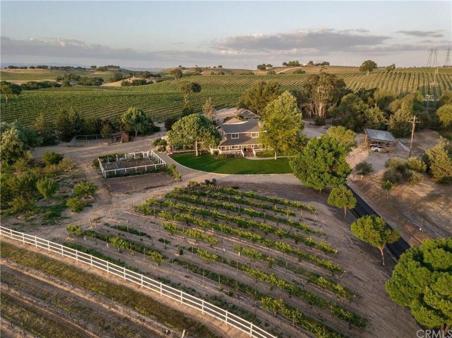 The Vineyard *